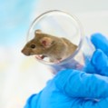 invivo
